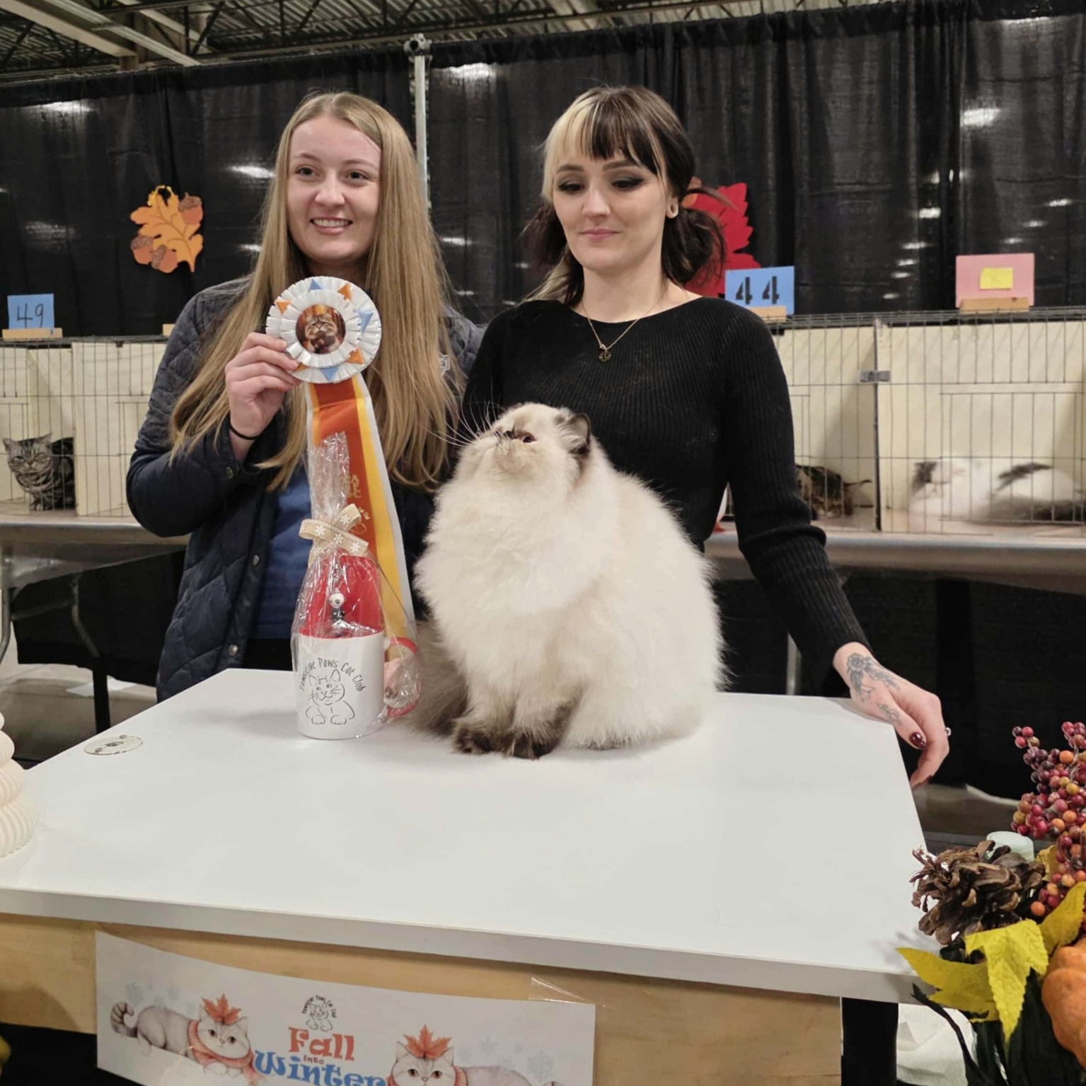 Dusty Pawz at a cat show with an award-winning Himalayan