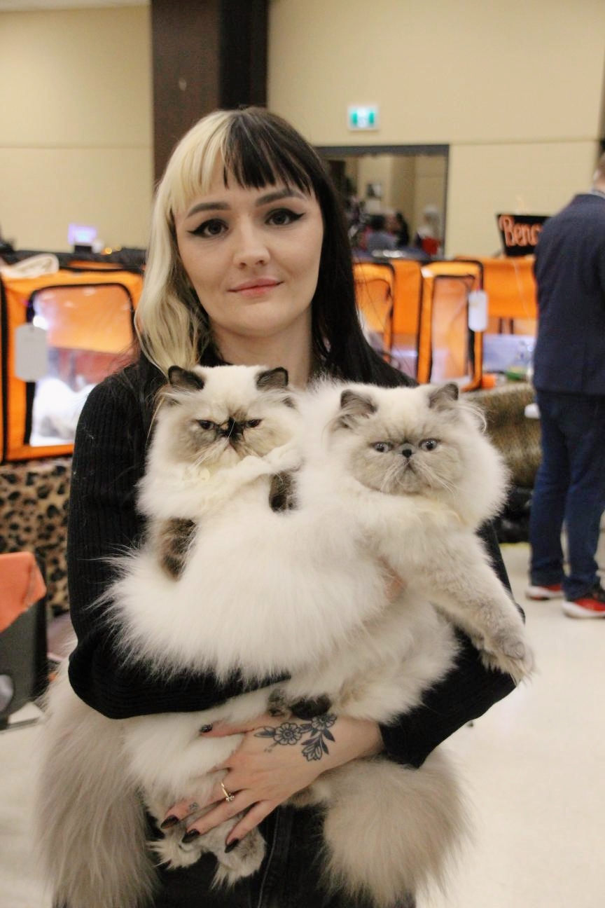 Dusty Pawz breeder holding two Himalayan kittens