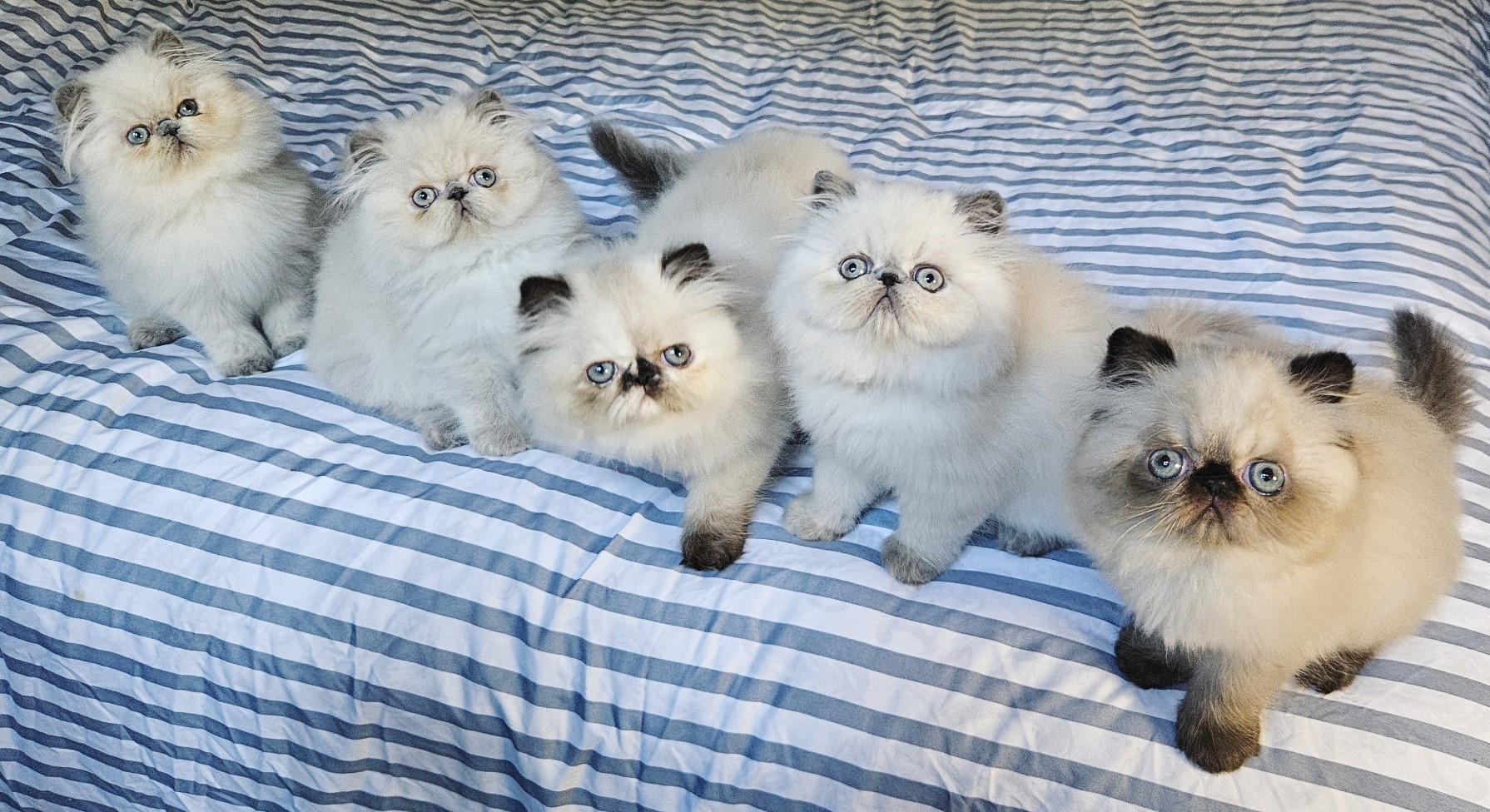 Five Dusty Pawz kittens together