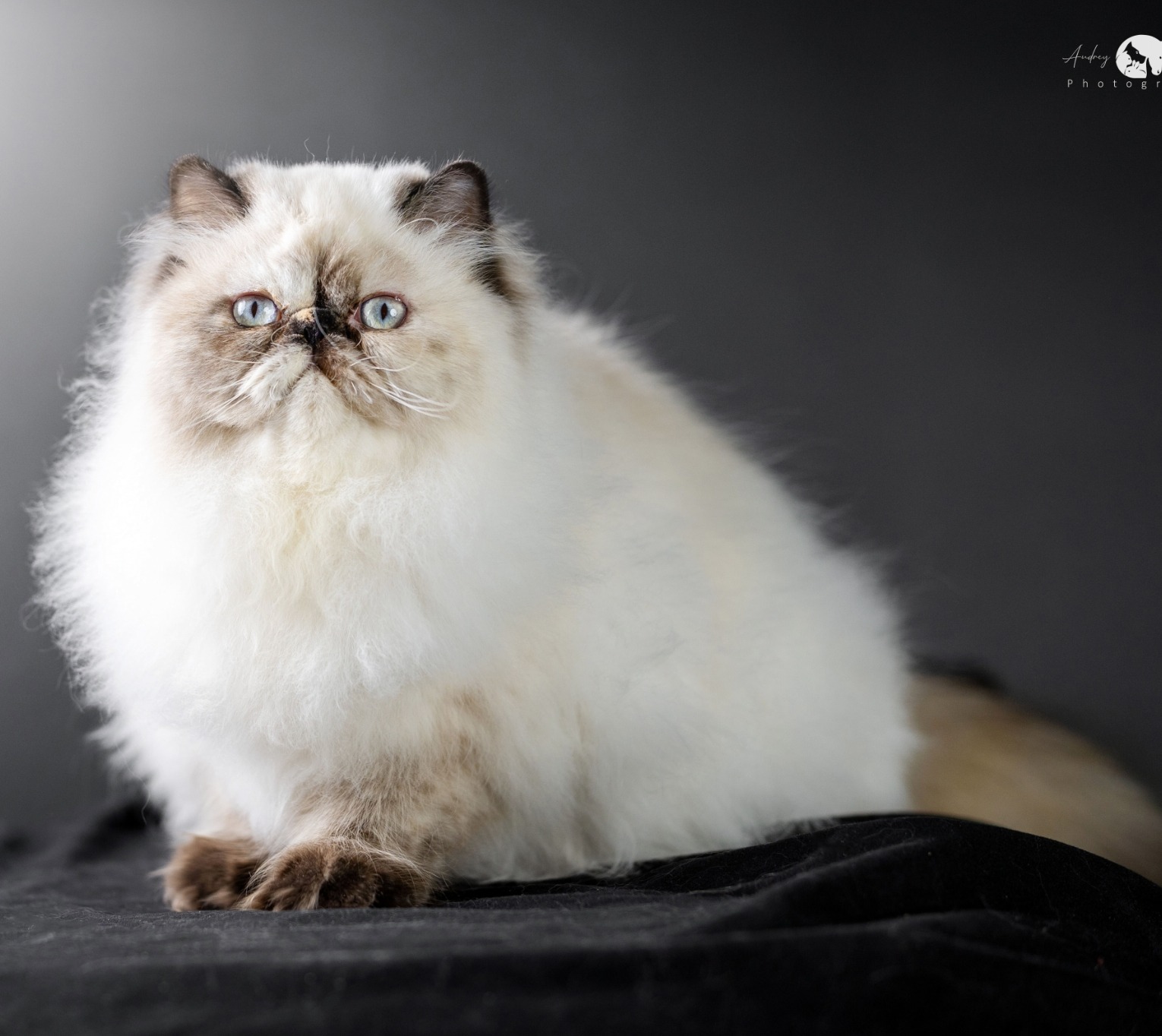 Himalayan Persian cat portrait