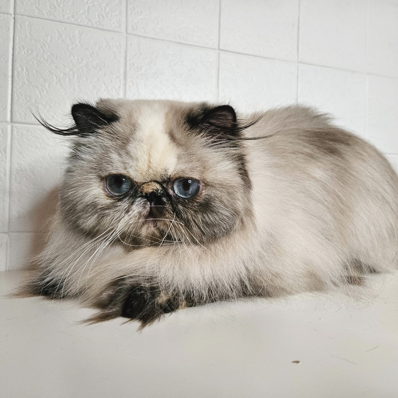 Mia