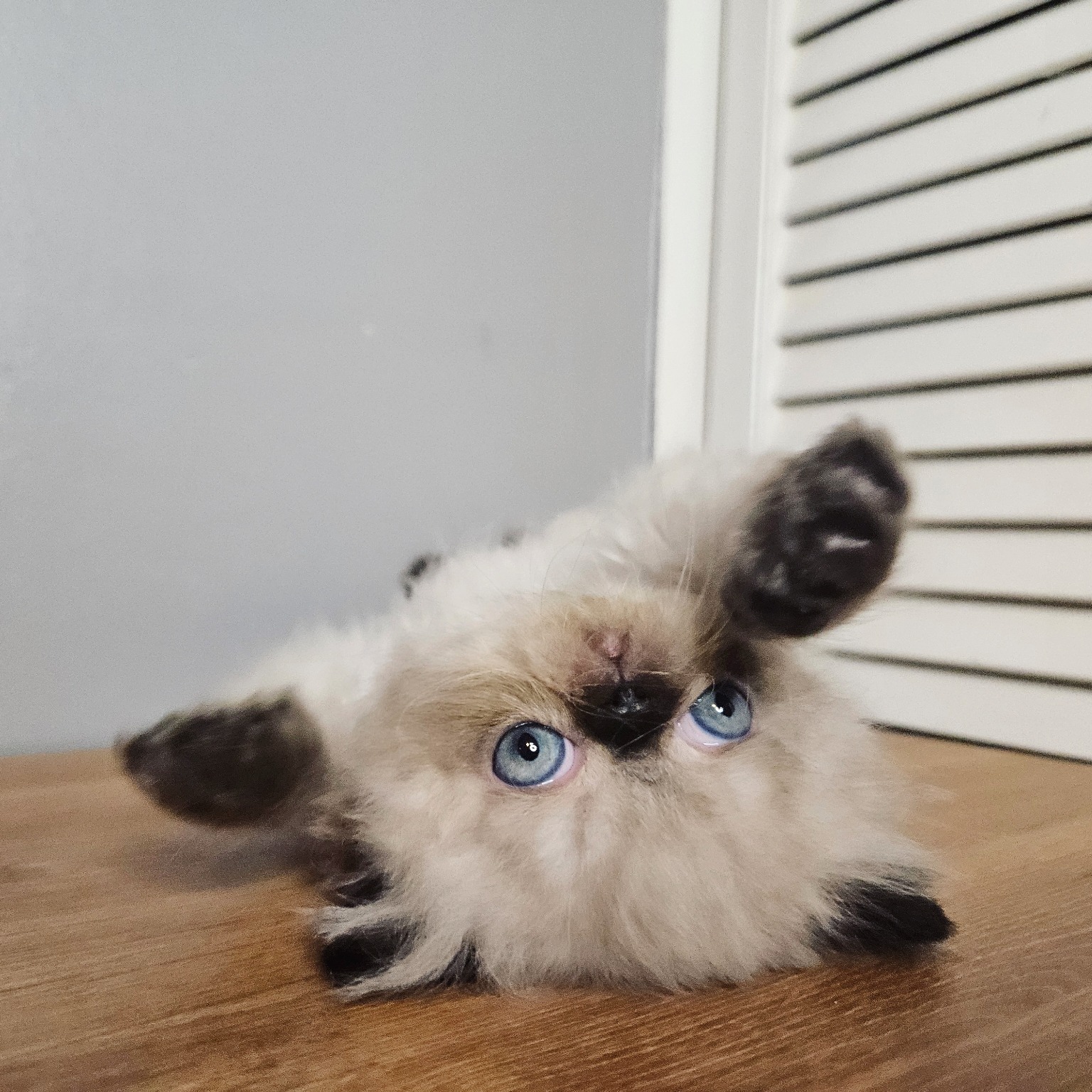 Previous Dusty Pawz Himalayan kitten