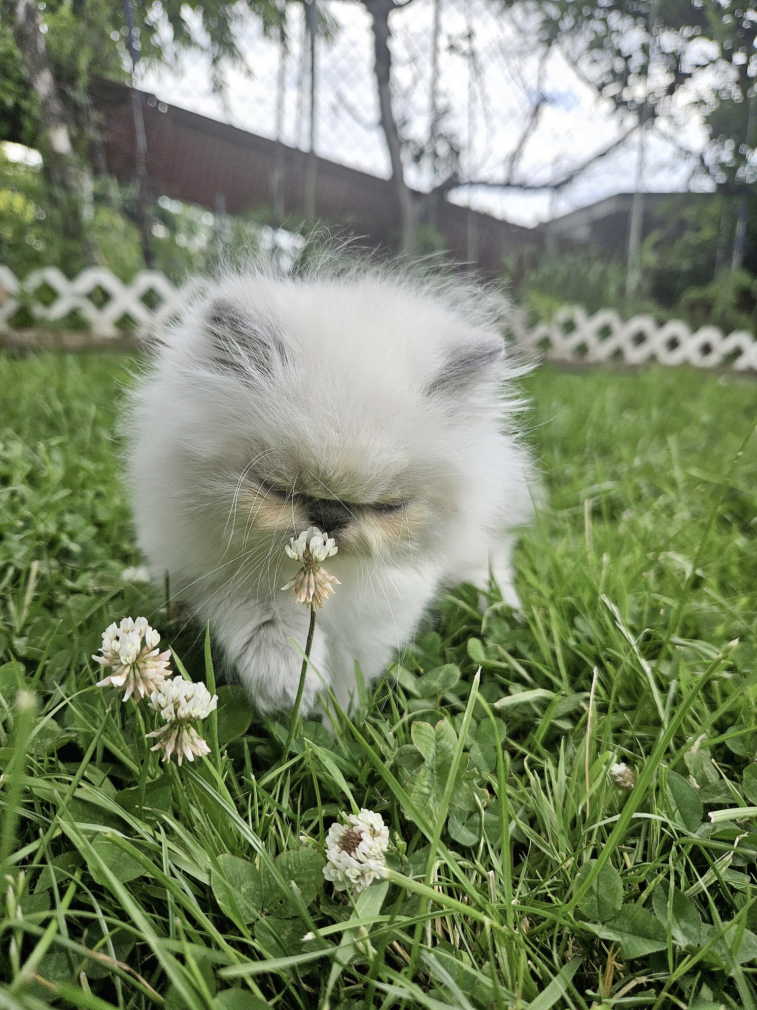 Previous Dusty Pawz Himalayan kitten