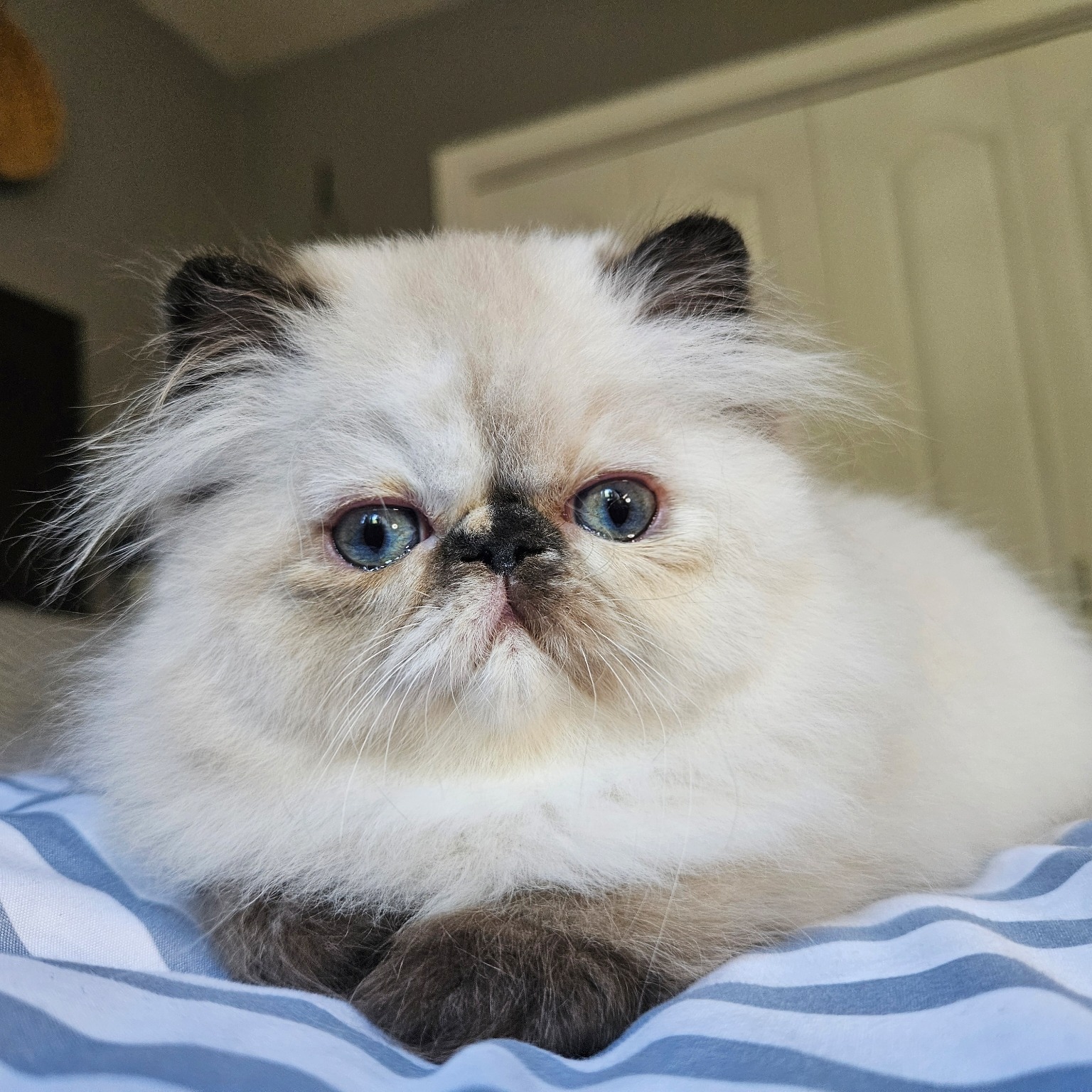 Previous Dusty Pawz Himalayan kitten