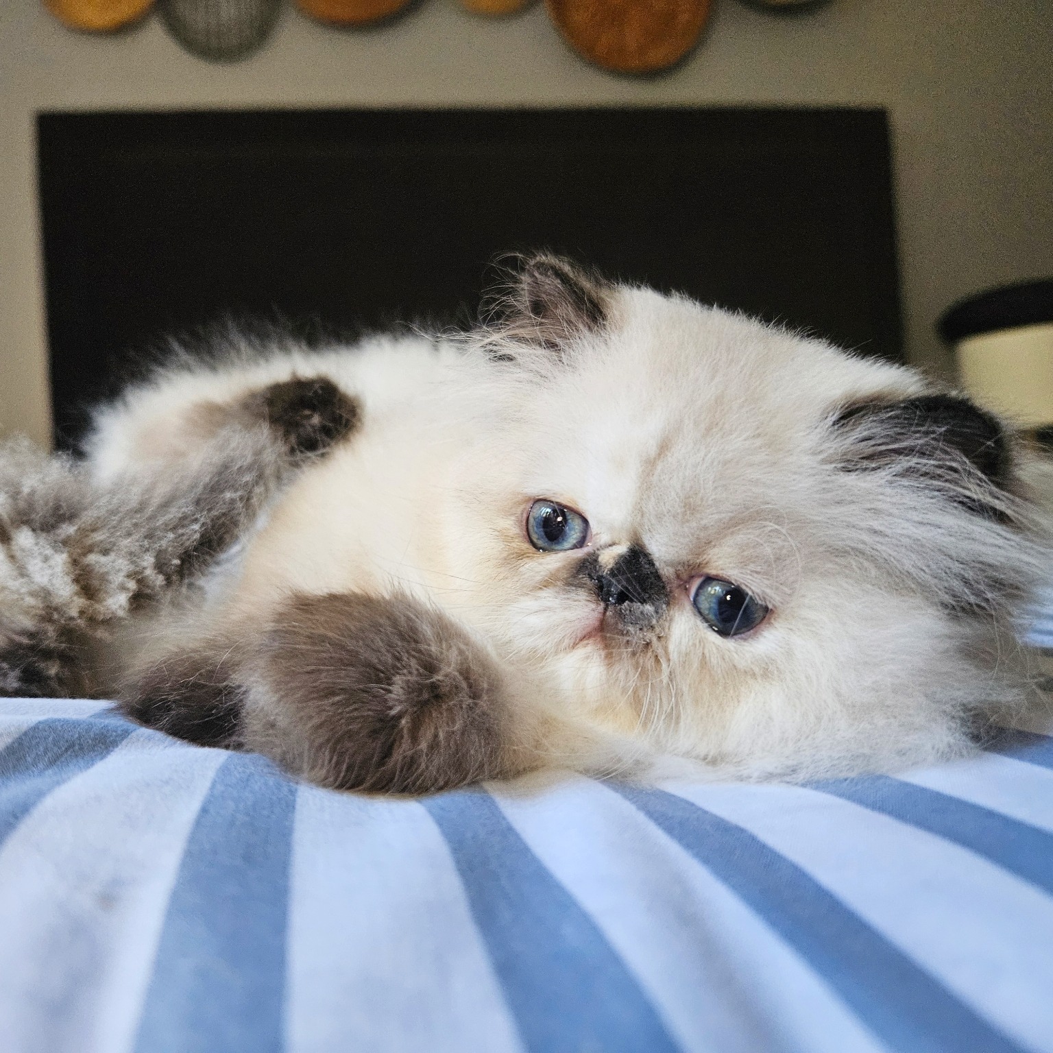 Previous Dusty Pawz Himalayan kitten