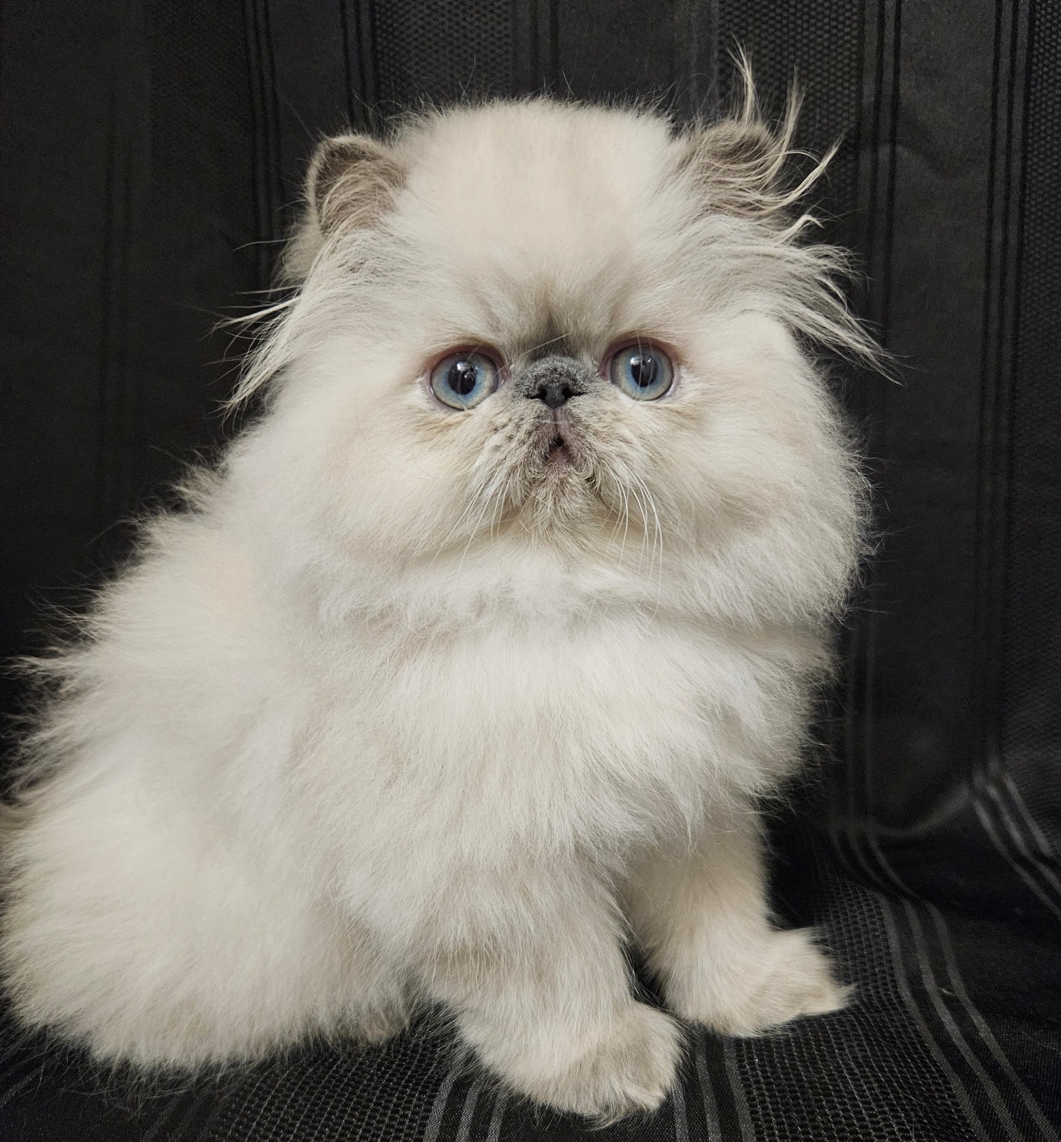Previous Dusty Pawz Himalayan kitten