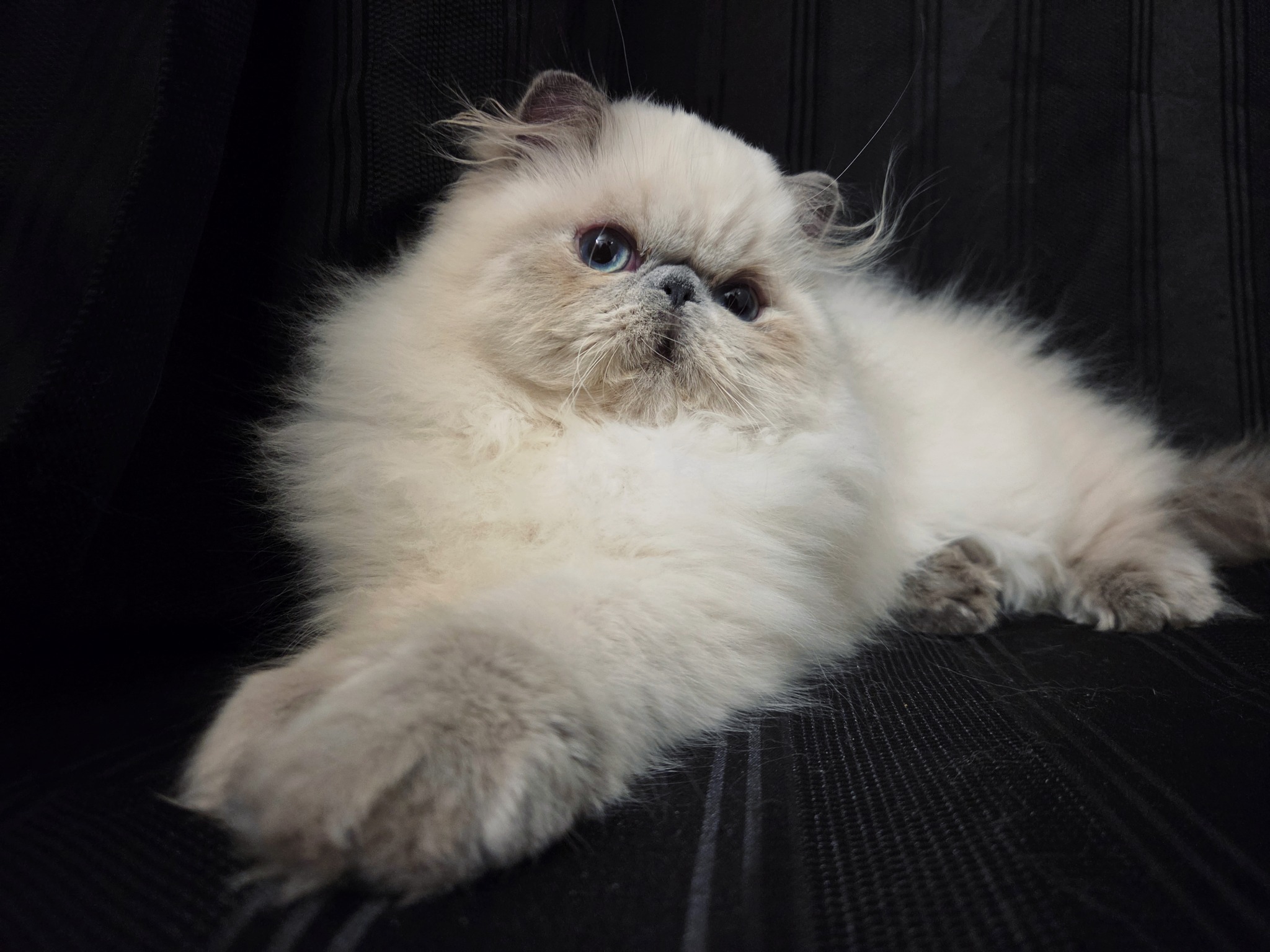 Previous Dusty Pawz Himalayan kitten